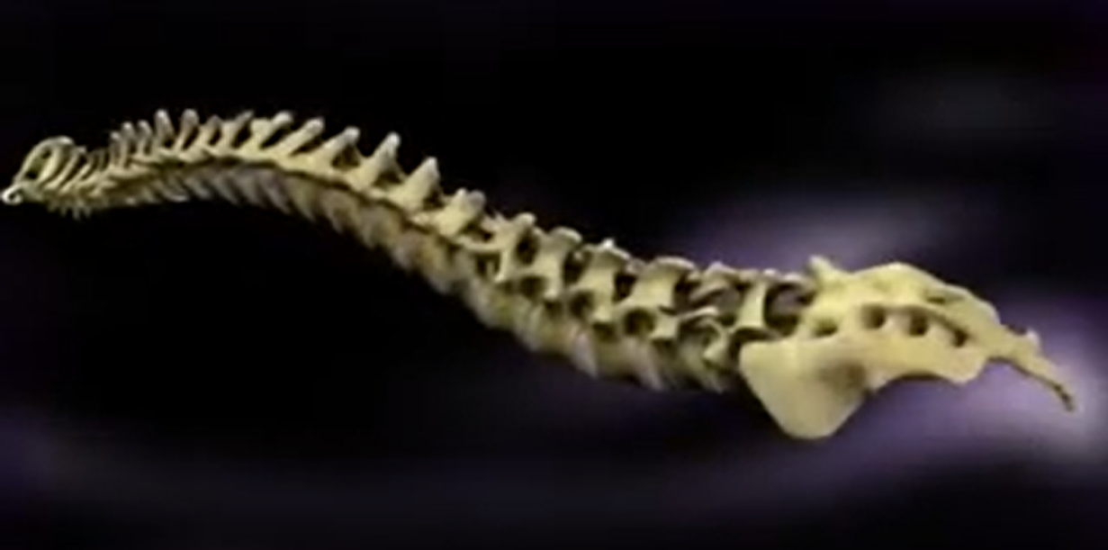 Oxiplex Spine Adhesion Barrier Gel - application overview animation video